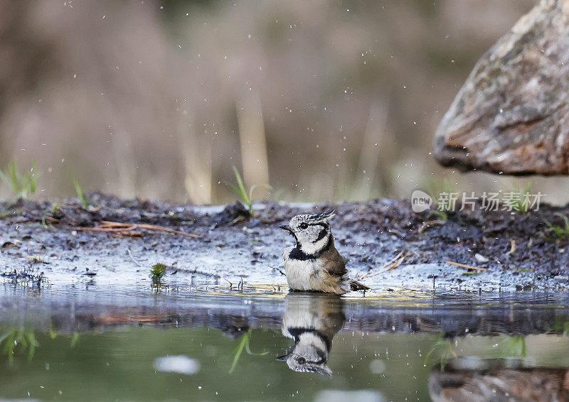 冠山雀(Lophophanes cristatus)洗澡